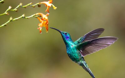 I’m A Hummingbird. Which One Are You?