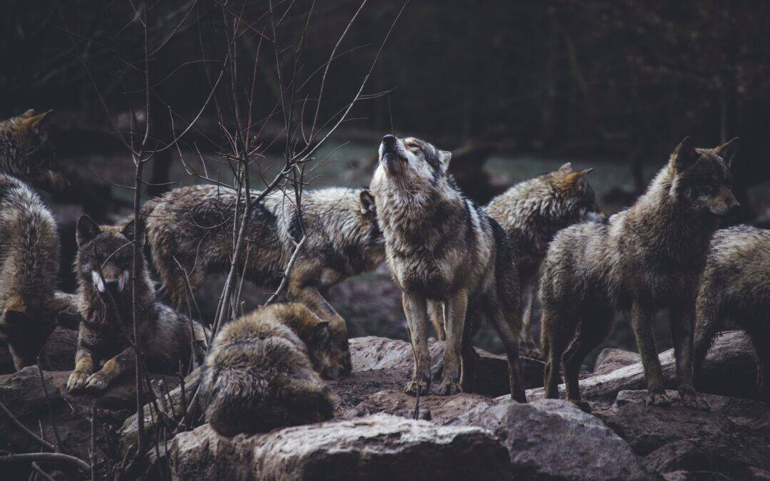 Running With The Pack