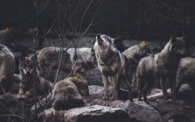 Running With The Pack