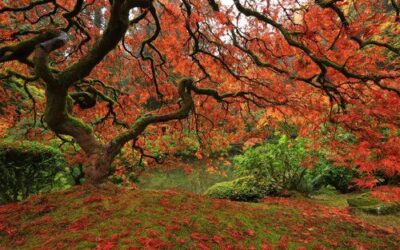 Pleasure in the Pathless Woods