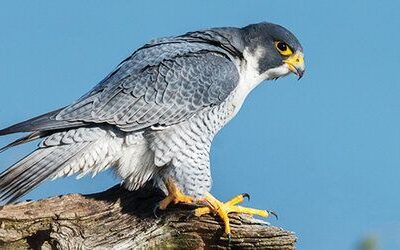 Falcons and Assassins