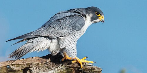 bird_peregrine-falcon_600x300.jpeg