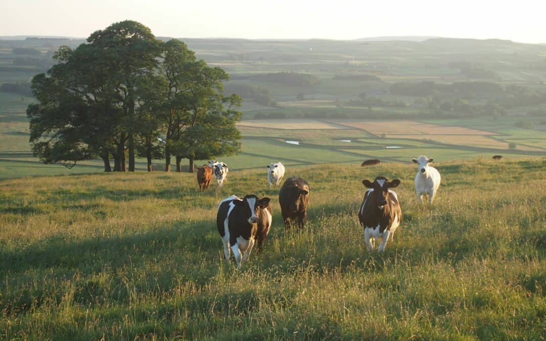 The Cow Survival Guide