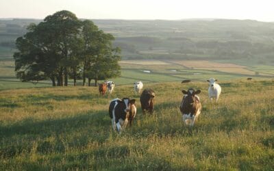 The Cow Survival Guide