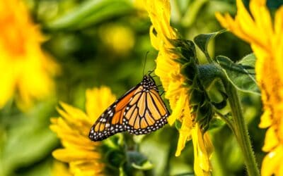 Jamie’s Butterfly