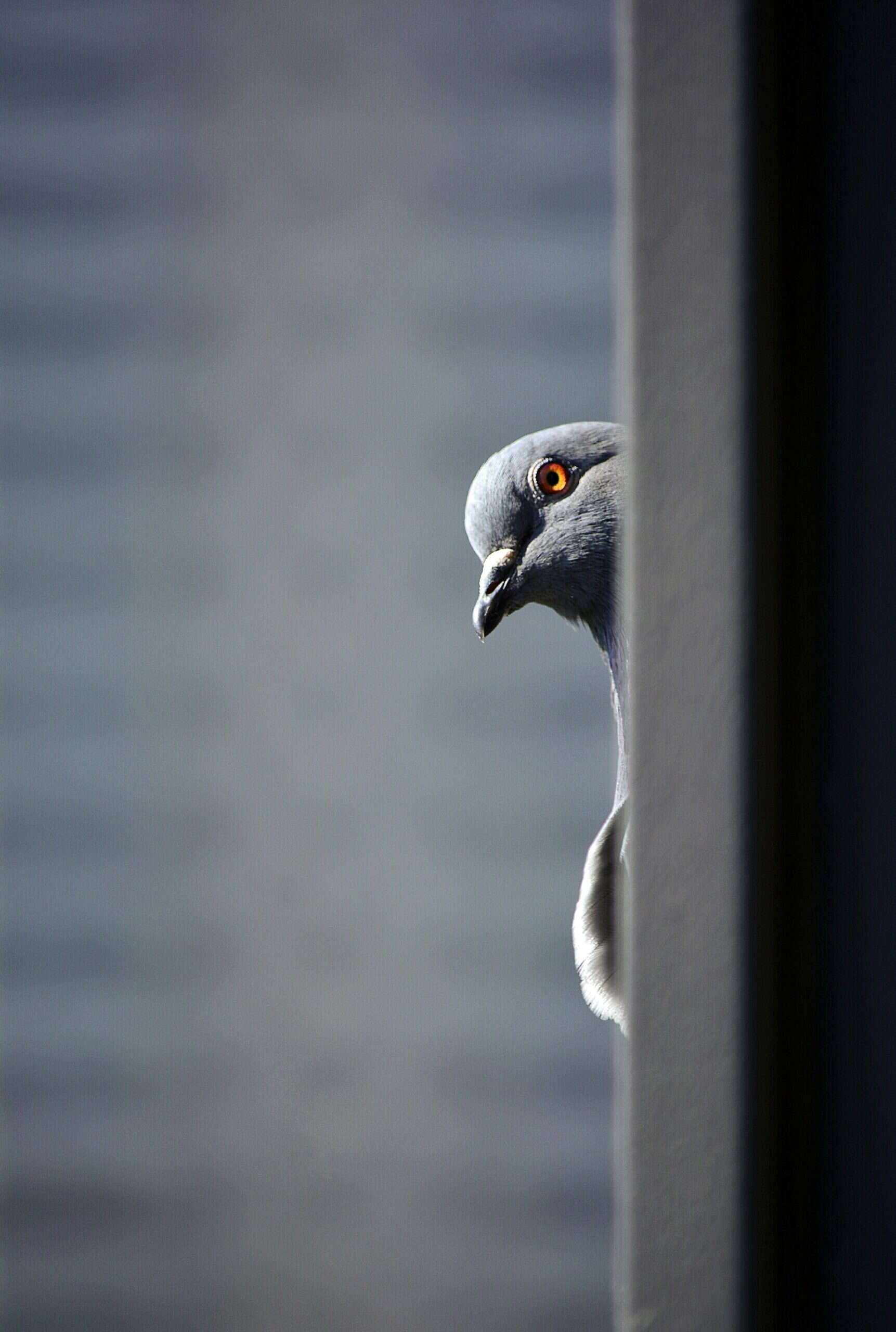 photo-1592964378097-281cab4a12a5?crop=entropy&cs=tinysrgb&fit=max&fm=jpg&ixid=MnwxMTc3M3wwfDF8c2VhcmNofDd8fHBpZ2VvbnxlbnwwfHx8fDE2Mzg3MjE2MDM&ixlib=rb-1.2.1&q=80&w=2000